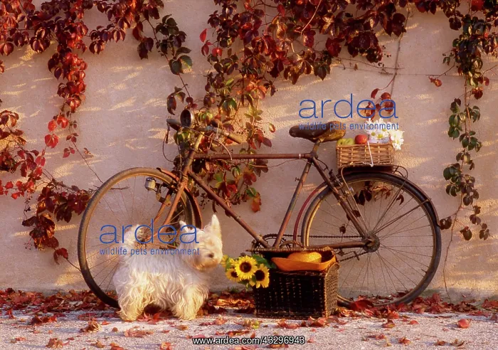 : 80202474 Bicycle - with flowers and fruit leaning : 80202474 Bicycle - with flowers and fruit leaning