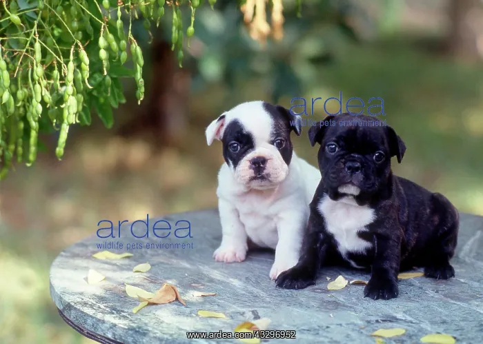 : 80202475 Dog - Boxer puppies sitting on table in : 80202475 Dog - Boxer puppies sitting on table in