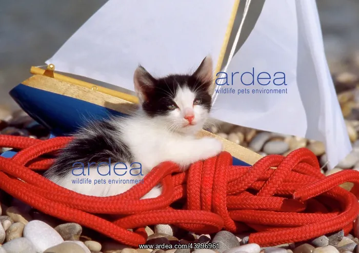 : 80202476 Cat - on beach with toy yacht Frederic : 80202476 Cat - on beach with toy yacht Frederic