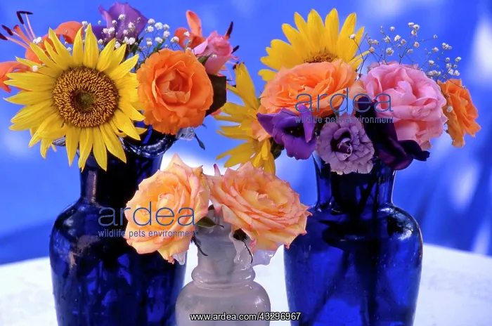 : 80202477 Sunflowers - and Roses in vases on table : 80202477 Sunflowers - and Roses in vases on table