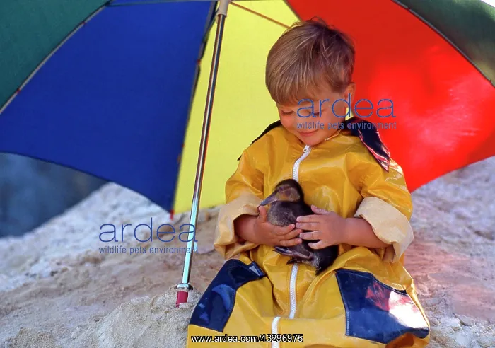 : 80202478 Child - boy with duckling, raincoat and : 80202478 Child - boy with duckling, raincoat and