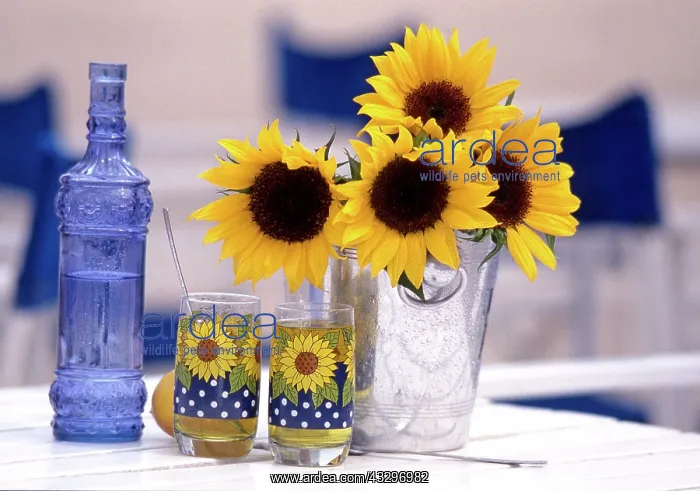 : 80202479 Sunflowers - in vase with cold drinks on : 80202479 Sunflowers - in vase with cold drinks on