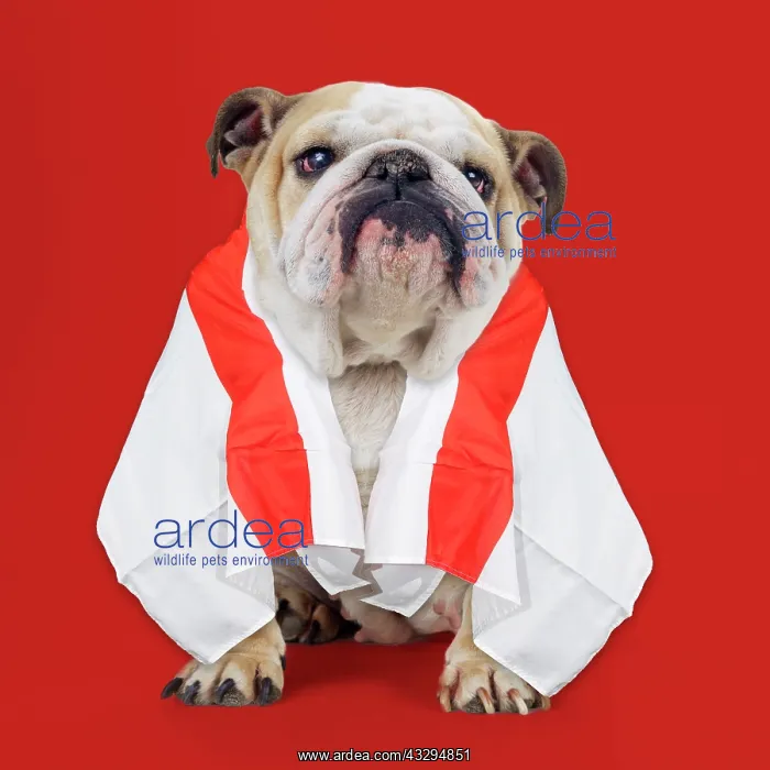  : 80202486 Bulldog - with St George cross flag draped