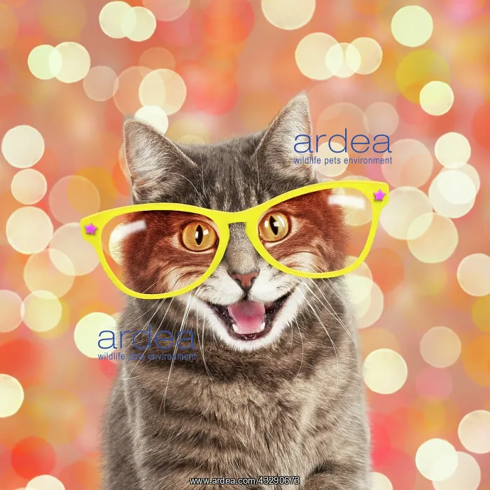 : 80202493 Cat - Grey tabby cat wearing comedy oversized : 80202493 Cat - Grey tabby cat wearing comedy oversized