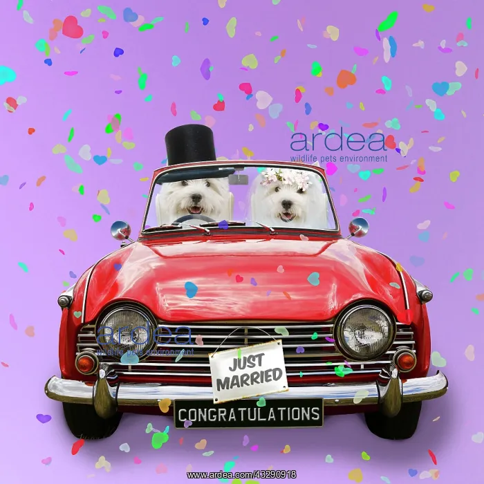 : 80202495 Dogs - West Highland Terrier - driving : 80202495 Dogs - West Highland Terrier - driving