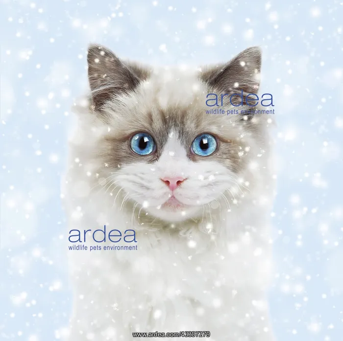  : 80202496 Cat - Ragdoll in snow Digital Manipulation