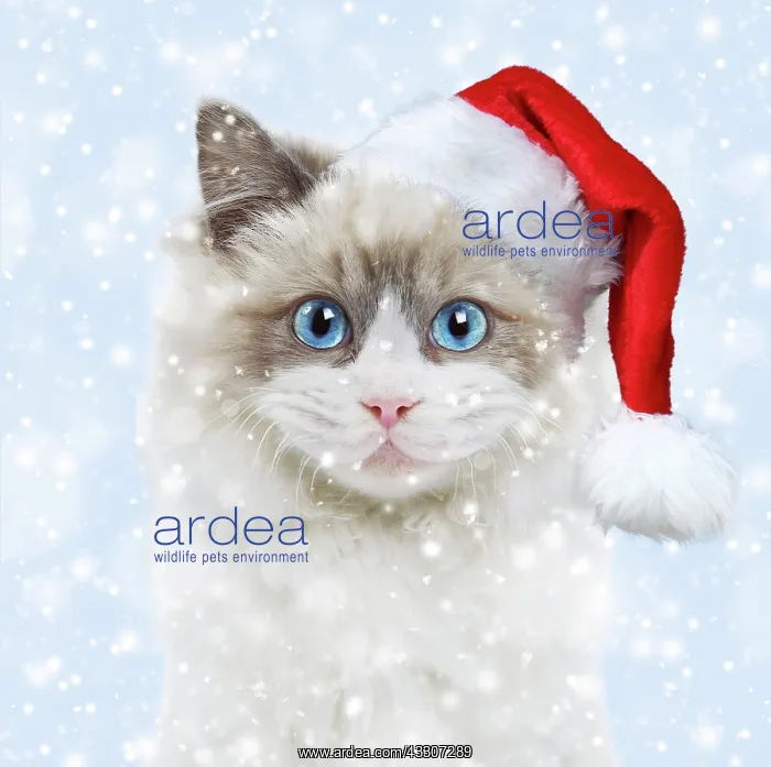 : 80202497 Cat - Ragdoll wearing Christmas hat in : 80202497 Cat - Ragdoll wearing Christmas hat in