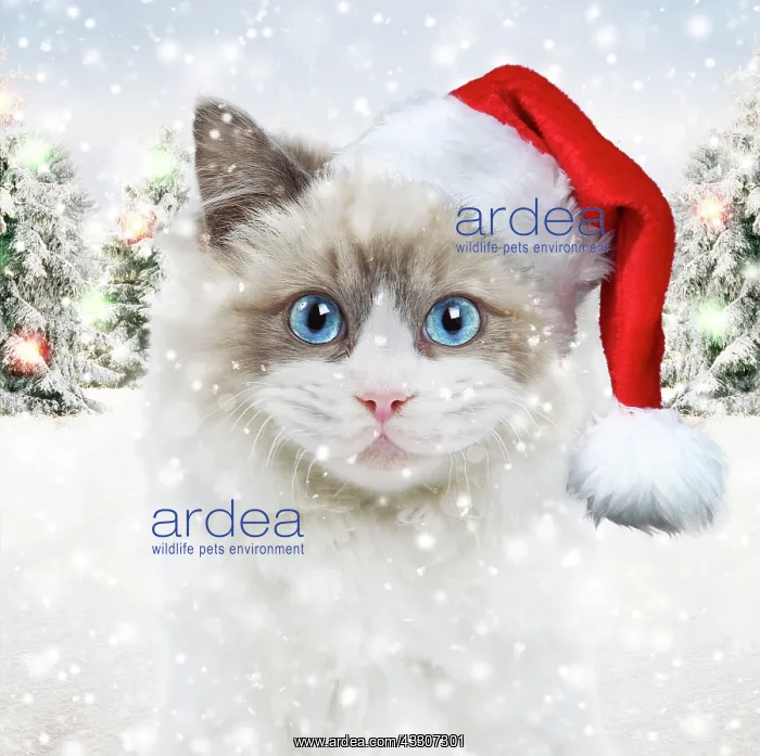 : 80202498 Cat - Ragdoll in studio wearing glasses : 80202498 Cat - Ragdoll in studio wearing glasses