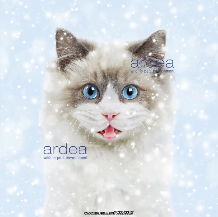: 80202499 Cat - Ragdoll in snow - mouth open - smiling : 80202499 Cat - Ragdoll in snow - mouth open - smiling