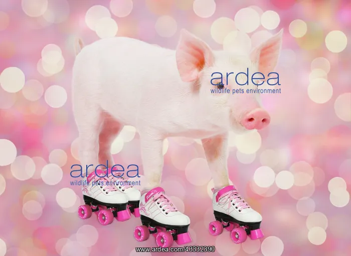 : 80202500 Pig - Piglet - on roller skates - lights : 80202500 Pig - Piglet - on roller skates - lights