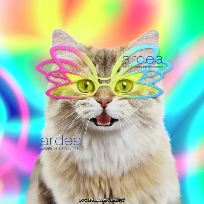 : 80202503 Cat - British Longhair Black Golden Shaded : 80202503 Cat - British Longhair Black Golden Shaded