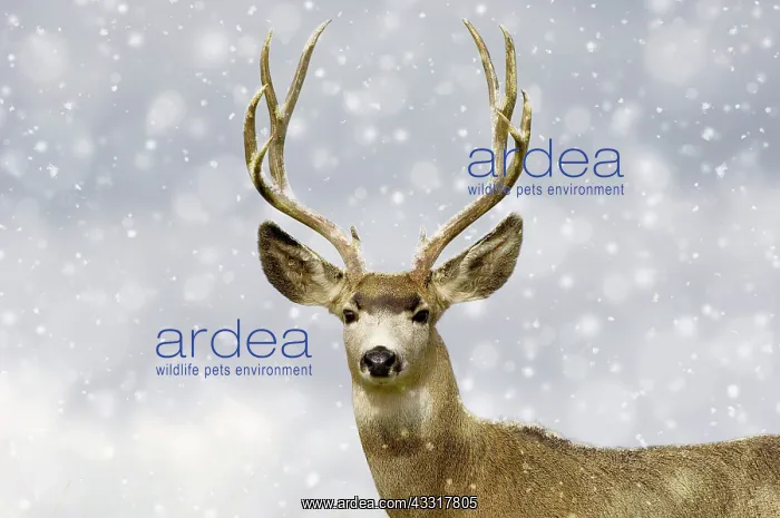 : 80202504 Mule Deer - buck in snow - Western USA : 80202504 Mule Deer - buck in snow - Western USA