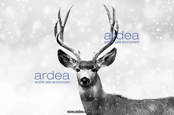 : 80202505 Mule Deer - buck in snow - Western USA : 80202505 Mule Deer - buck in snow - Western USA