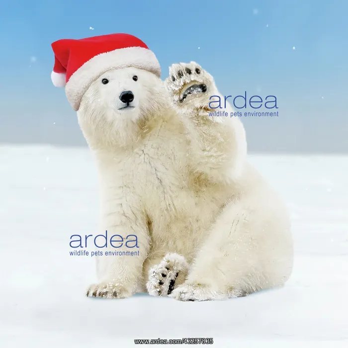 : 80202506 Polar Bear - young bear waving wearing : 80202506 Polar Bear - young bear waving wearing