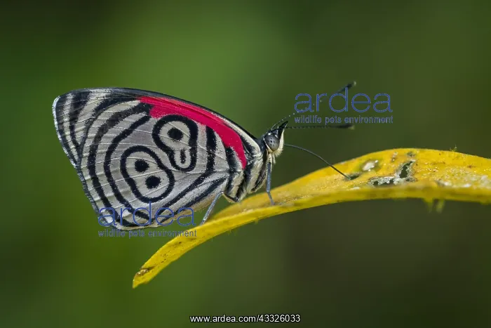 : 88 butterfly (Diaethria clymena) Lycaenidae, Tatama : 88 butterfly (Diaethria clymena) Lycaenidae, Tatama