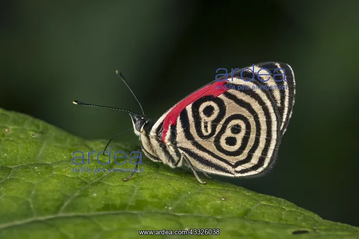 : 88 butterfly (Diaethria clymena) Lycaenidae, Santa : 88 butterfly (Diaethria clymena) Lycaenidae, Santa