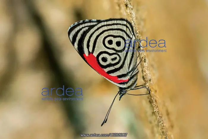 : 88 butterfly / Widespread 88, Cueva de los Guacharos : 88 butterfly / Widespread 88, Cueva de los Guacharos