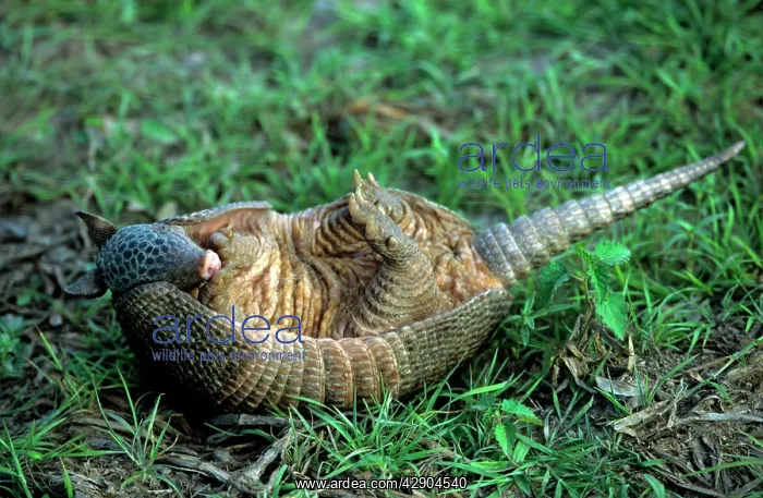 : 9 Banded ARMADILLO - on its back : 9 Banded ARMADILLO - on its back