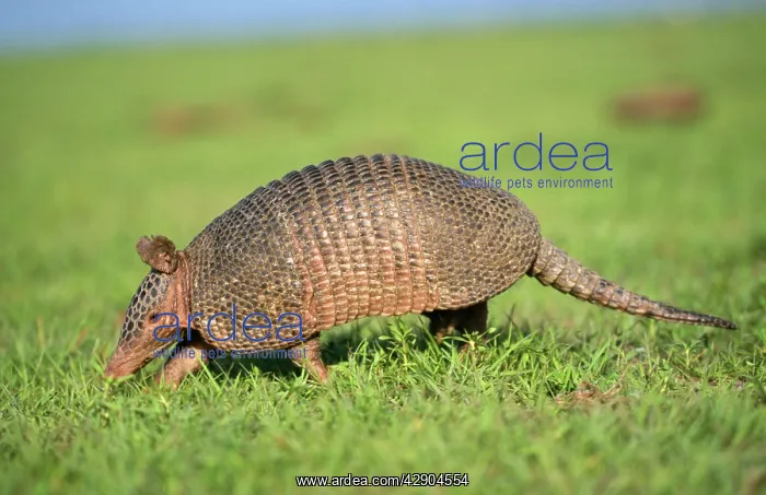  : 9 Banded ARMADILLO- in grass