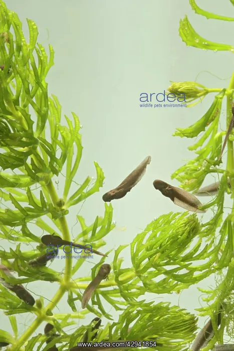 : 9 days old Tadpoles of common frog - 0.5 x at 35mm : 9 days old Tadpoles of common frog - 0.5 x at 35mm