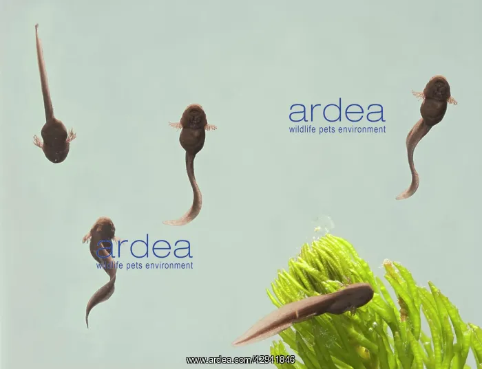 : 9 days old Tadpoles of common frog - 1 x at 35mm : 9 days old Tadpoles of common frog - 1 x at 35mm