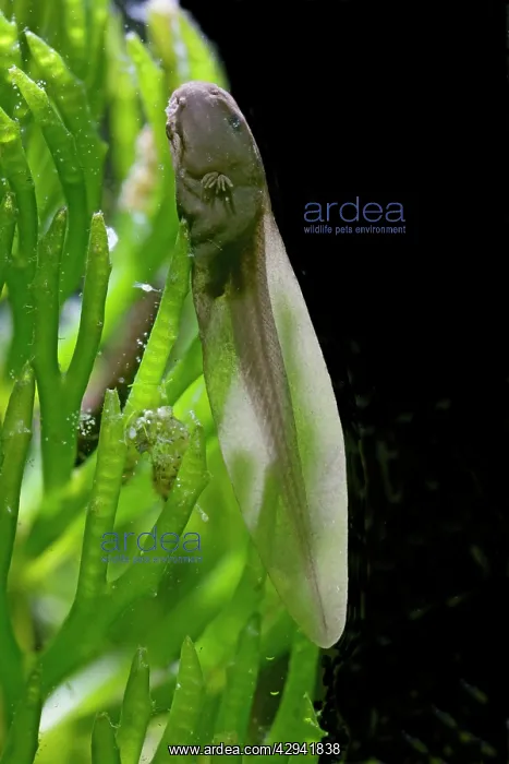  : 9 days old Tadpoles of common frog - 2 x at 35mm