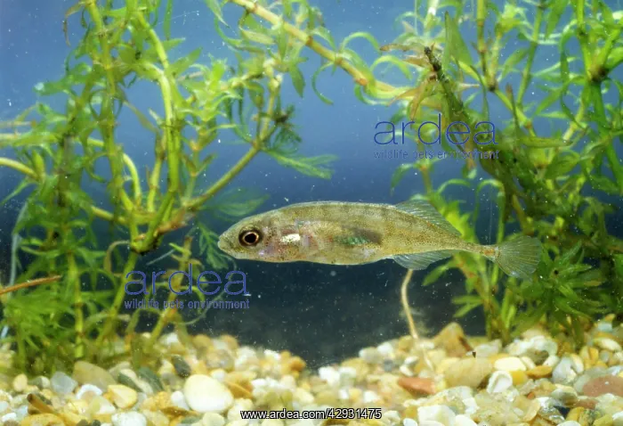 : 9-spined Stickleback : 9-spined Stickleback