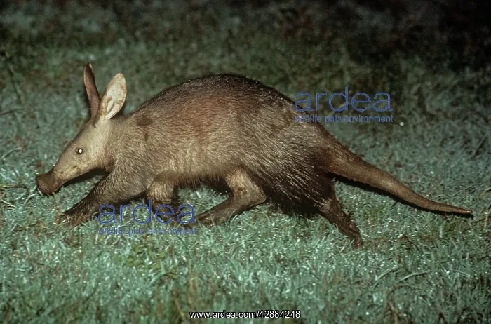  : Aardvark (Orycteropus afer). Kenya