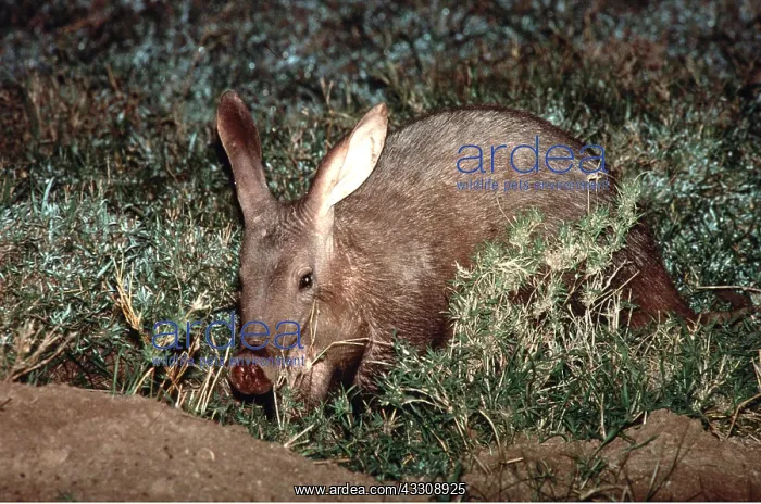  : AARDVARK