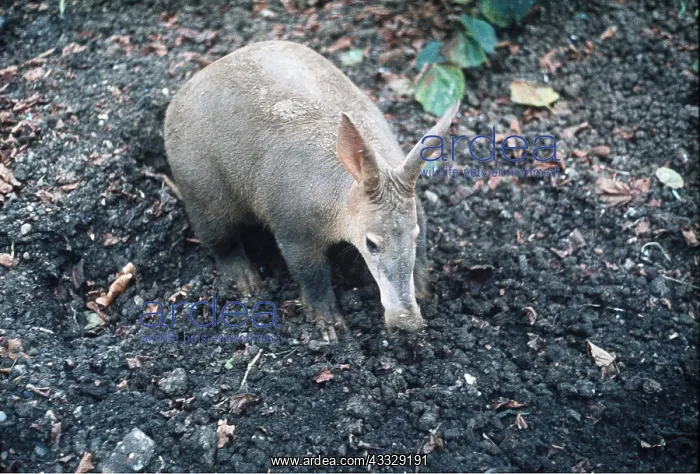 : AARDVARK : AARDVARK