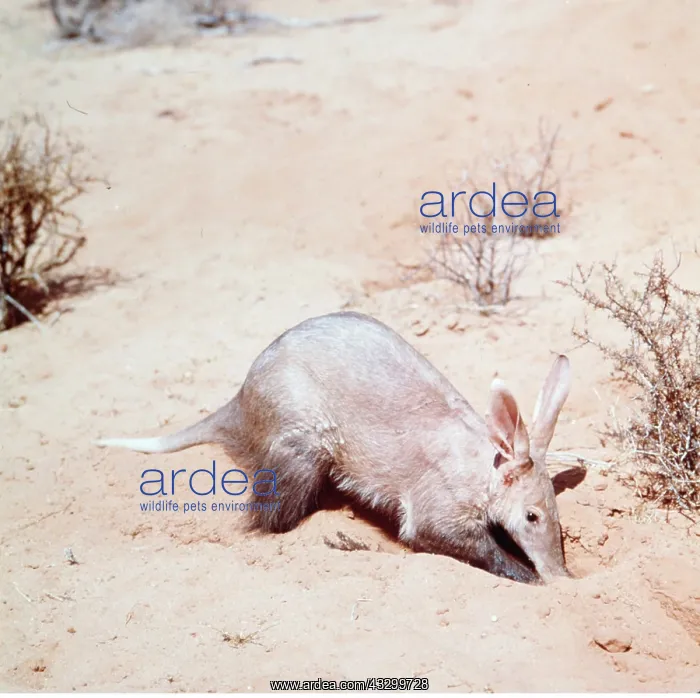 : AARDVARK - at burrow : AARDVARK - at burrow