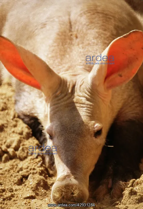 : AARDVARK - close-up of head : AARDVARK - close-up of head