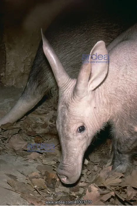 : Aardvark - foraging in undergrowth : Aardvark - foraging in undergrowth