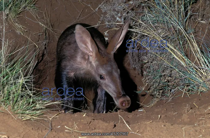 : Aardvark (Orycteropus afer), emerging from burrow : Aardvark (Orycteropus afer), emerging from burrow