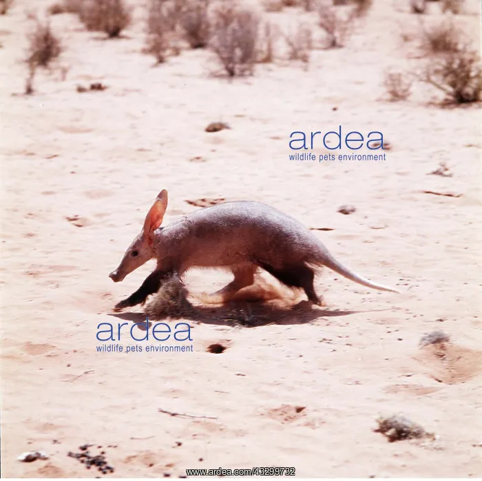 : AARDVARK - running : AARDVARK - running