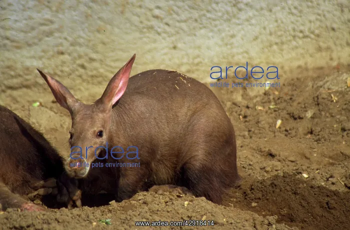 : Aardvark - in sand wallow : Aardvark - in sand wallow