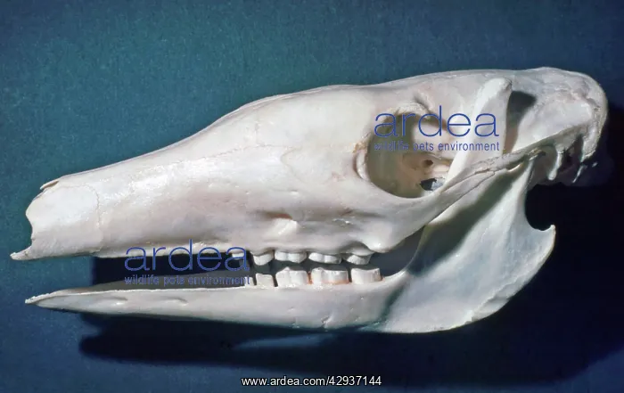  : Aardvark - skull showing simple peg like cheek