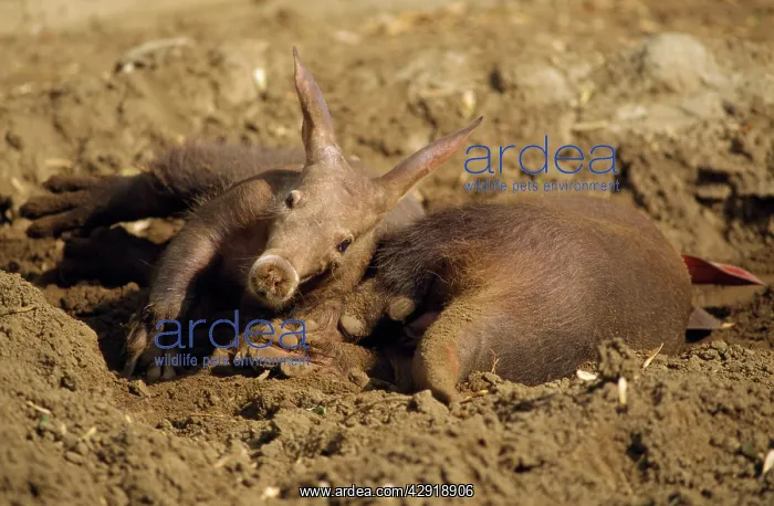 : Aardvark - young & mother in sand wallow : Aardvark - young & mother in sand wallow