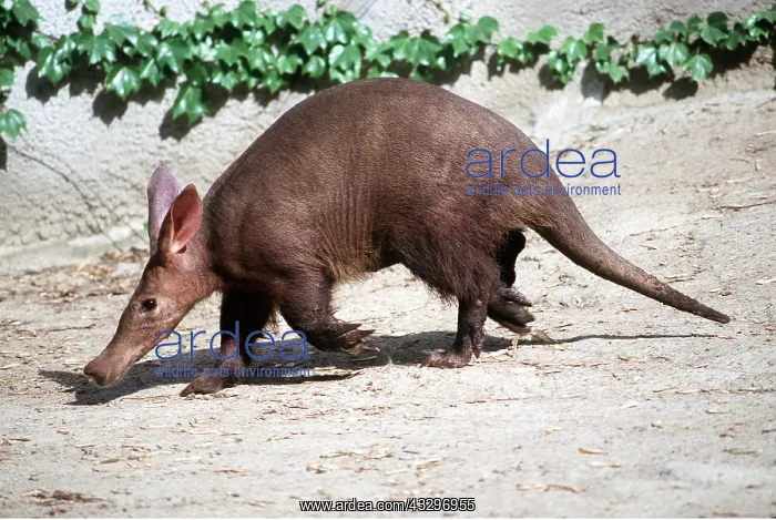 : AARDVARK - young walking : AARDVARK - young walking