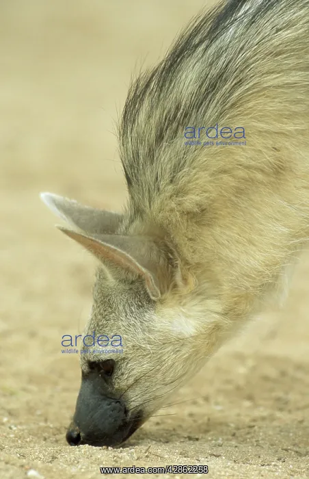 : Aardwolf - checks the ground for termites (its : Aardwolf - checks the ground for termites (its