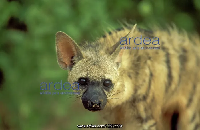 : Aardwolf - Kalahari Desert : Aardwolf - Kalahari Desert