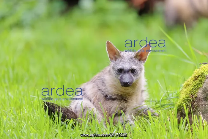: An aardwolf (Proteles cristatus) sits in a green meadow next to a mossy rock : An aardwolf (Proteles cristatus) sits in a green meadow next to a mossy rock