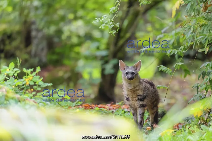 : An aardwolf (Proteles cristatus) stands in a green forest : An aardwolf (Proteles cristatus) stands in a green forest