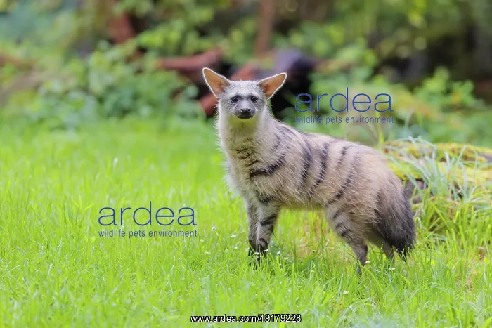  : An aardwolf (Proteles cristatus) stands in a green meadow