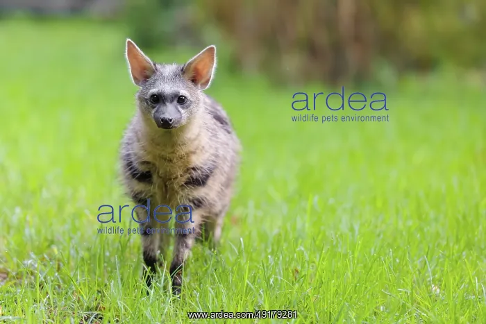 : An aardwolf (Proteles cristatus) stands in a green meadow : An aardwolf (Proteles cristatus) stands in a green meadow