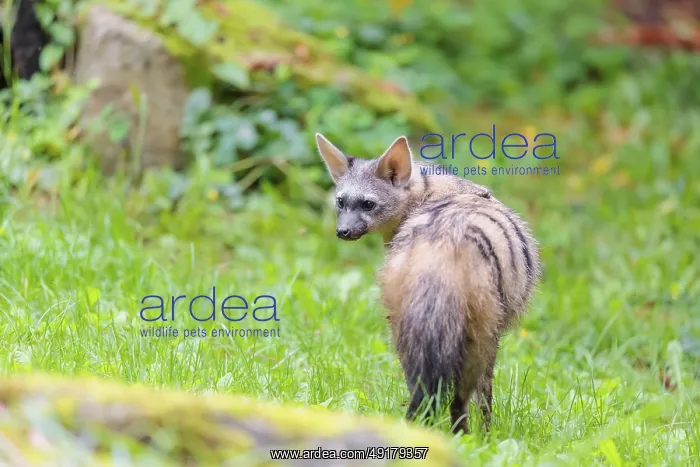 : An aardwolf (Proteles cristatus) stands looking back in a green meadow behind a mossy rock at the edge of the forest : An aardwolf (Proteles cristatus) stands looking back in a green meadow behind a mossy rock at the edge of the forest
