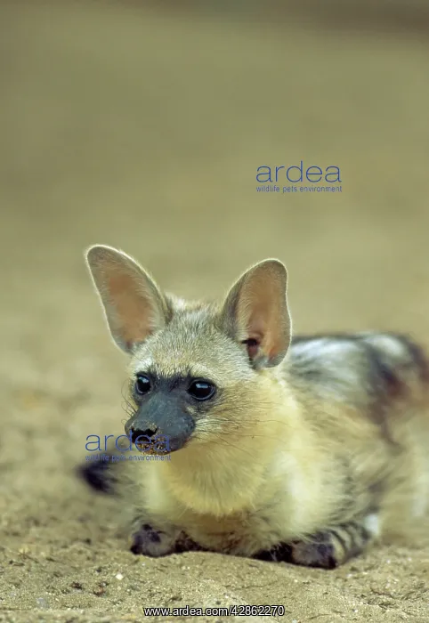 : Aardwolf - resting : Aardwolf - resting