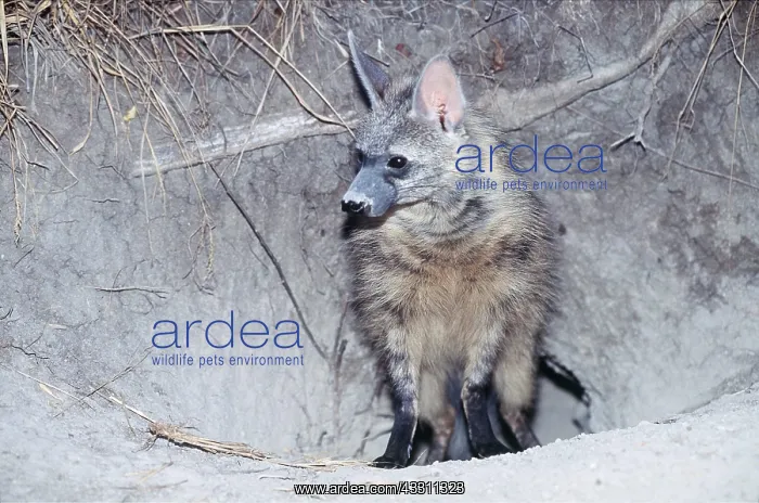 : AARDWOLF - standing at den entrance : AARDWOLF - standing at den entrance