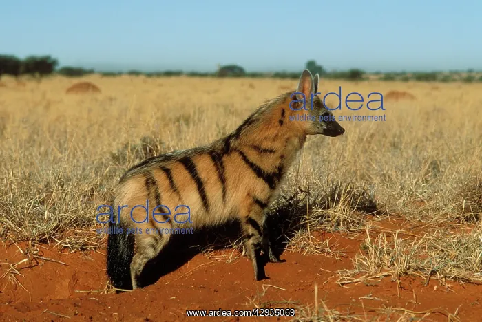 : AARDWOLF - side view : AARDWOLF - side view