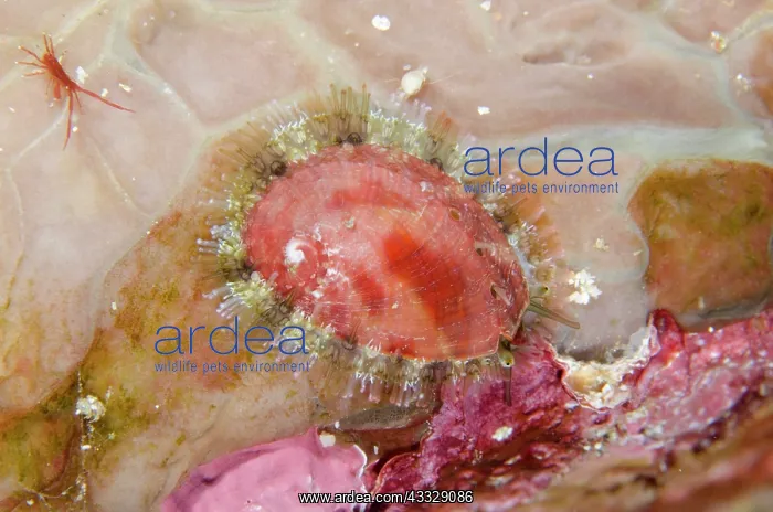 : Abalone - with characteristic holes in shell - Gili : Abalone - with characteristic holes in shell - Gili